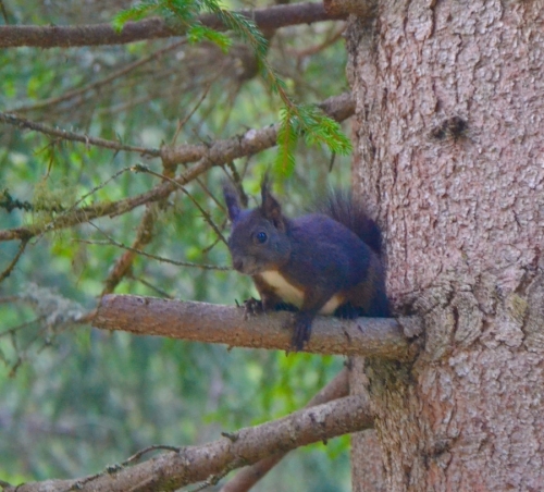 7tc_4Star Arosa_2024 - 23 von 31.jpg